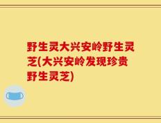 野生灵大兴安岭野生灵芝(大兴安岭发现珍贵野生灵芝)