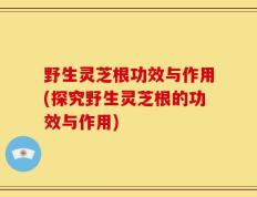 野生灵芝根功效与作用(探究野生灵芝根的功效与作用)