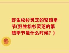 野生松杉灵芝的繁殖季节(野生松杉灵芝的繁殖季节是什么时候？)
