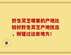 野生灵芝哪里的产地比较好野生灵芝产地优选，别错过这些地方！