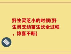 野生灵芝小的时候(野生灵芝幼苗生长全过程，惊喜不断)