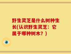 野生灵芝是什么树种生长(认识野生灵芝：它属于哪种树木？)