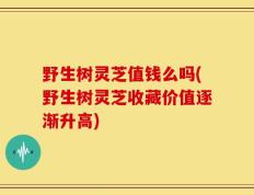 野生树灵芝值钱么吗(野生树灵芝收藏价值逐渐升高)