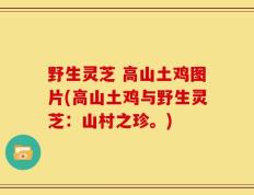 野生灵芝 高山土鸡图片(高山土鸡与野生灵芝：山村之珍。)