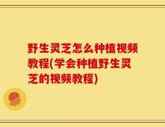 野生灵芝怎么种植视频教程(学会种植野生灵芝的视频教程)