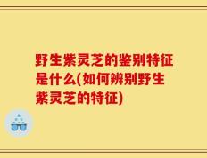 野生紫灵芝的鉴别特征是什么(如何辨别野生紫灵芝的特征)