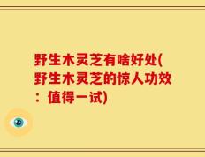 野生木灵芝有啥好处(野生木灵芝的惊人功效：值得一试)