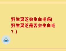 野生灵芝会生白毛吗(野生灵芝是否会生白毛？)