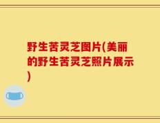 野生苦灵芝图片(美丽的野生苦灵芝照片展示)