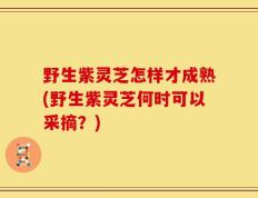 野生紫灵芝怎样才成熟(野生紫灵芝何时可以采摘？)