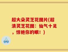 超大朵灵芝花图片(超清灵芝花图：仙气十足，惊艳你的眼！)