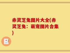 赤灵芝兔图片大全(赤灵芝兔：萌宠图片合集)