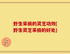 野生采摘的灵芝功效(野生灵芝采摘的好处)