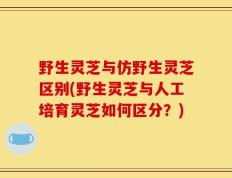 野生灵芝与仿野生灵芝区别(野生灵芝与人工培育灵芝如何区分？)