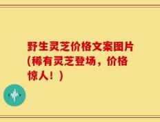 野生灵芝价格文案图片(稀有灵芝登场，价格惊人！)