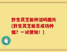 野生灵芝能种活吗图片(野生灵芝能否成功种植？一试便知！)