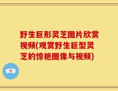 野生巨形灵芝图片欣赏视频(观赏野生巨型灵芝的惊艳图像与视频)