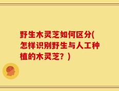 野生木灵芝如何区分(怎样识别野生与人工种植的木灵芝？)