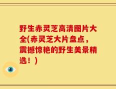 野生赤灵芝高清图片大全(赤灵芝大片盘点，震撼惊艳的野生美景精选！)