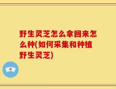 野生灵芝怎么拿回来怎么种(如何采集和种植野生灵芝)