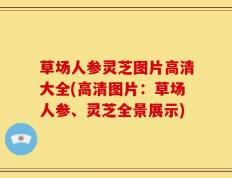 草场人参灵芝图片高清大全(高清图片：草场人参、灵芝全景展示)