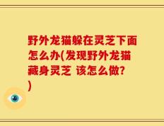 野外龙猫躲在灵芝下面怎么办(发现野外龙猫藏身灵芝 该怎么做？)