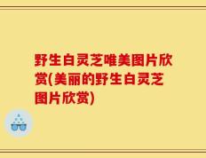 野生白灵芝唯美图片欣赏(美丽的野生白灵芝图片欣赏)
