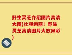 野生灵芝介绍图片高清大图(壮观绚丽！野生灵芝高清图片大放异彩)