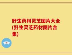 野生药材灵芝图片大全(野生灵芝药材图片合集)