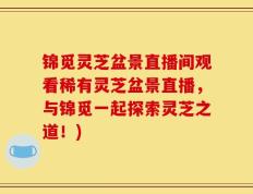 锦觅灵芝盆景直播间观看稀有灵芝盆景直播，与锦觅一起探索灵芝之道！)