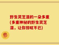 野生灵芝湿的一朵多重(多重神秘的野生灵芝湿，让你惊叹不已)
