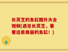长灵芝的鱼缸图片大全视频(遇见长灵芝，看看这些美丽的鱼缸！)