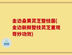 金边桑黄灵芝整枝菌(金边新鲜整枝灵芝重现奇妙功效)