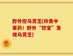 野外挖乌灵芝(珍贵中草药！野外“挖宝”发现乌灵芝)