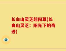 长白山灵芝起阳草(长白山灵芝：阳光下的奇迹)