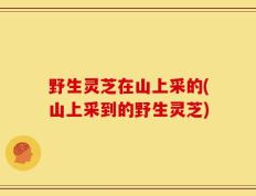 野生灵芝在山上采的(山上采到的野生灵芝)
