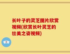 长叶子的灵芝图片欣赏视频(欣赏长叶灵芝的壮美之姿视频)