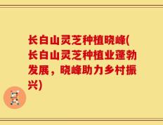 长白山灵芝种植晓峰(长白山灵芝种植业蓬勃发展，晓峰助力乡村振兴)
