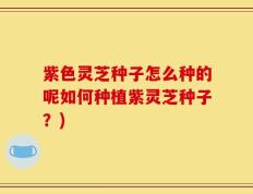 紫色灵芝种子怎么种的呢如何种植紫灵芝种子？)