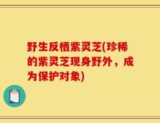 野生反栖紫灵芝(珍稀的紫灵芝现身野外，成为保护对象)