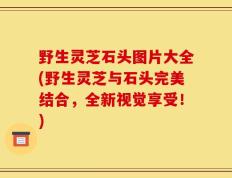 野生灵芝石头图片大全(野生灵芝与石头完美结合，全新视觉享受！)