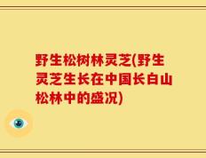 野生松树林灵芝(野生灵芝生长在中国长白山松林中的盛况)