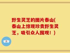 野生灵芝的图片泰山(泰山上惊现珍贵野生灵芝，吸引众人围观！)