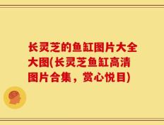 长灵芝的鱼缸图片大全大图(长灵芝鱼缸高清图片合集，赏心悦目)