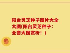 阳台灵芝种子图片大全大图(阳台灵芝种子：全套大图赏析！)