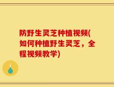 防野生灵芝种植视频(如何种植野生灵芝，全程视频教学)