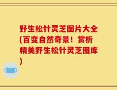 野生松针灵芝图片大全(百变自然奇景！赏析精美野生松针灵芝图库)