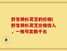 野生铁杉灵芝的价格(野生铁杉灵芝价格惊人，一株可卖数千元