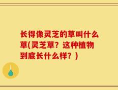 长得像灵芝的草叫什么草(灵芝草？这种植物到底长什么样？)