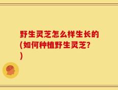 野生灵芝怎么样生长的(如何种植野生灵芝？)